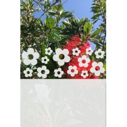 ROZ16 50x47 naklejka na okno wzory roślinne i zwierzęce - kwiaty